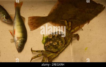 Den Oever, Niederlande. 9. Juli 2023. Der Fang eines Fischerboots auf dem Wattenmeer. Hochwertiges Foto Stockfoto