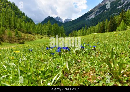 Blaue Frühlingsenzianblüten (Gentiana verna) im Fokus auf einer Wiese in Zelenica im Karavanke-Gebirge Slowenien mit dem Stol-Berg dahinter Stockfoto