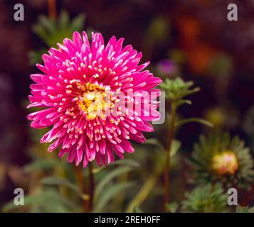 Leuchtend hübscher rosa Frotteaster fotografiert Nahaufnahme. Stockfoto