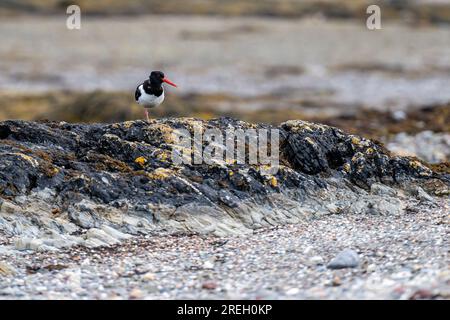 Ein Austernhändler (Haematopus ostralegus), der unter mit Flechten bedeckten Felsen um Derbyhaven Bay, Insel man, nach Essen sucht Stockfoto