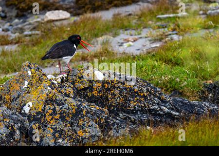 Ein Austernhändler (Haematopus ostralegus), der unter mit Flechten bedeckten Felsen um Derbyhaven Bay, Insel man, nach Essen sucht Stockfoto