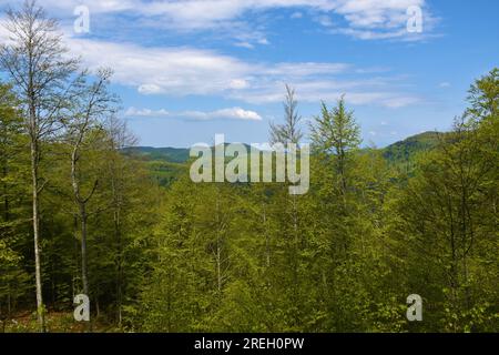 Blick auf die Hügel auf dem Snežnik-Plateau in den Dinarischen alpen, Notranjska, Slowenien Stockfoto