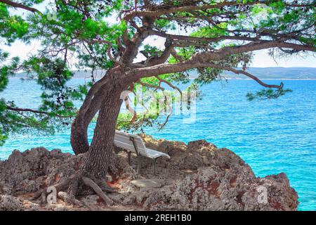 Entspannen Sie sich auf einer Bank im Schatten einer Kiefer am Ufer der Adria in Kroatien Stockfoto