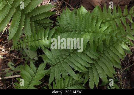 Blick von oben auf die Blätter einer frisch wachsenden Farnpflanze (Thelypteris Palustris) Stockfoto