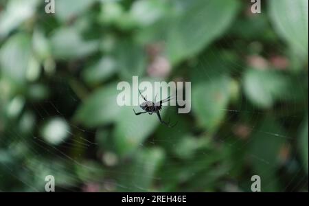 Hochwinkel-ventrale Ansicht einer perlenförmigen Opadometa (Leucauge Fastigata)-Spinne. Die Spinne sitzt in der Mitte des Netzes Stockfoto