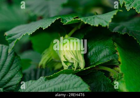 Haselnuss. Verrückt. Große Haselnüsse wachsen im Wald auf einem grünen Busch. Stockfoto