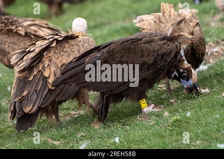 Der Kinageier (Aegypius monachus), auch bekannt als eurasischer Schwarzgeier, einer der größten fliegenden Vögel der Welt, der mit den Anden um den Titel kämpft Stockfoto