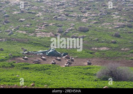 Beduinen leben in natürlichen Höhlen, Westjordanland, Palästina Stockfoto