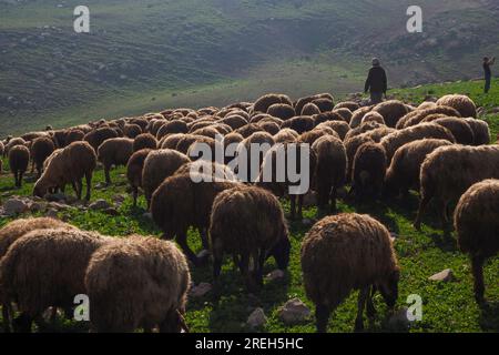 Beduinen leben in natürlichen Höhlen, Westjordanland, Palästina Stockfoto