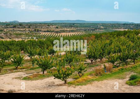 Blick auf einen Obstgarten mit Aprikosenbäumen in Seros, in der Provinz Lleida in Katalonien, Spanien, an einem sonnigen Sommertag Stockfoto