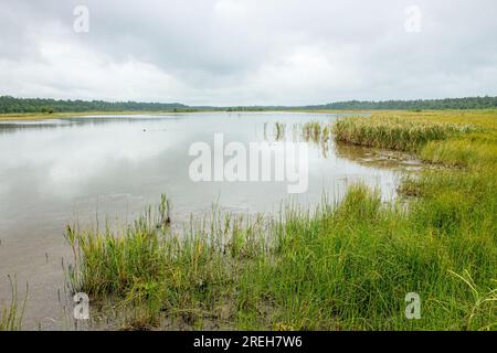 Tihu-See auf der Insel Hiiumaa in Estland. Wunderschöne Sommerlandschaft. Stockfoto