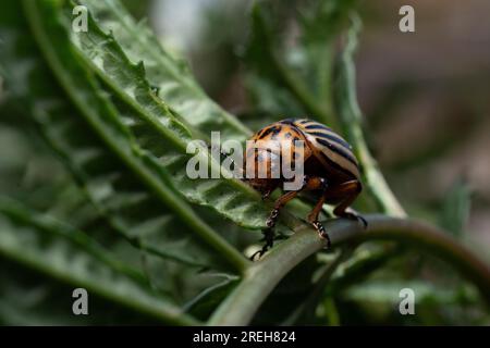 Colorado Potato Beetle - Leptinotarsa decemlineata Stockfoto