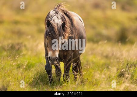 Ein Exmoor-Pony, das auf Exmoor umherwandert. Stockfoto