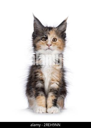 Alarmiere Tortie Kätzchen, sitzt nach vorne. Ich schaue direkt in die Kamera. Isoliert auf weißem Hintergrund. Stockfoto