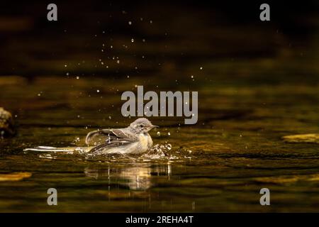 Grauer Wagtail, der im Fluss Barle herumplanscht. Stockfoto