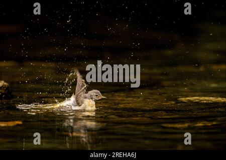 Grauer Wagtail, der im Fluss Barle herumplanscht. Stockfoto