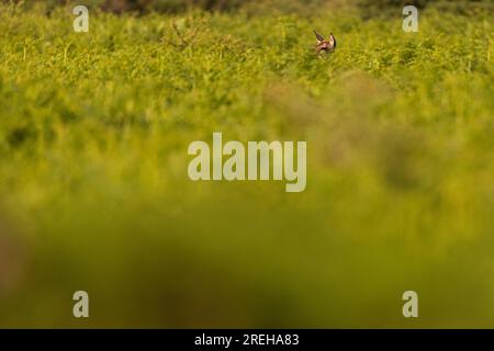 Red Deer ist fast in einem Feld von Bracken versteckt. Stockfoto