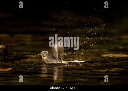 Grauer Wagtail, der im Fluss Barle herumplanscht. Stockfoto