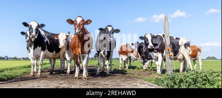 Gruppieren Sie Kühe in der ersten Reihe, eine schwarz-rot-weiße Herde zusammen auf einem Feld, glücklich und fröhlich und ein blauer Himmel, eine Panoramaaussicht Stockfoto