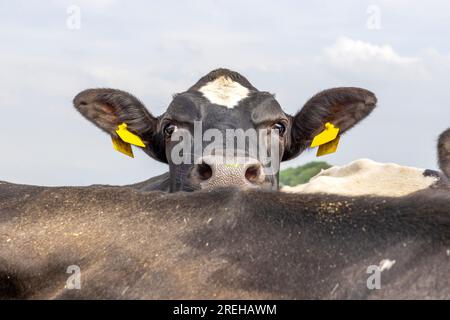 Neugierige Kuh, die über den Rücken einer anderen Kuh schaut, schwarz-weiß, guckt ein Buh Stockfoto