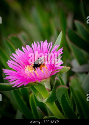 Sommerzeit eine fleißige Hummel auf einer rosa Blume Stockfoto