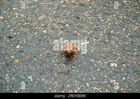 Fotografie zum Thema schöne braune Frosch Amphibien, Tier Kröte auf Waldstraße. Foto bestehend aus nassem Noppenfrosch Amphibien, Kröte sitzt auf Asphalt Stockfoto