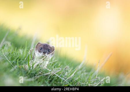 Der Stoat sticht seinen Kopf aus einem Loch im Boden. Stockfoto