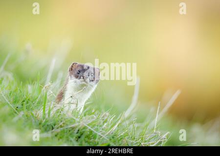 Der Stoat sticht seinen Kopf aus einem Loch im Boden. Stockfoto