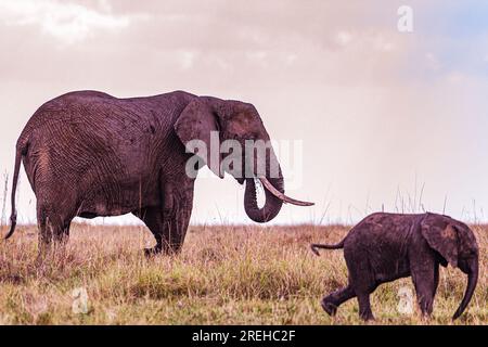 Das Maasai Mara National Reserve ist ein Gebiet mit erhaltener Savannenwildnis im Südwesten Kenias an der tansanischen Grenze. Zu den Tieren gehören Löwen, Stockfoto