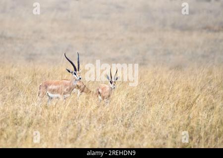 Thomsons Gazelle, Eudorcas thomsonii, Mutter und Baby auf langem Gras. Masai Mara, Kenia. Stockfoto