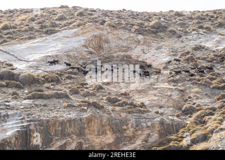 Bergziegen auf Klippen in Folegandros, über Katergo Beach, Griechenland. Stockfoto