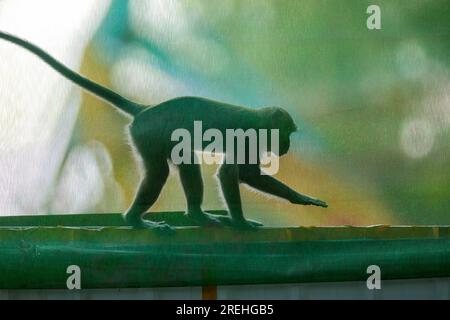 Ein Langschwanzmakak spaziert entlang der baulichen Barriere des öffentlichen Wohngebiets Waterway Sunrise, Singapur Stockfoto