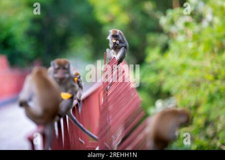 Eine langschwänzige Makake-Truppe sitzt auf einer Brücke entlang des Punggol Promenade Nature Walk, während sie Essen von Bauarbeitern des Waterway Sunrise isst Stockfoto