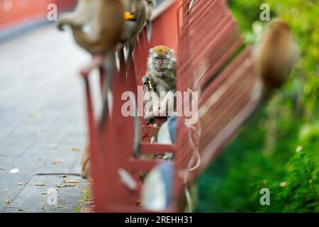 Eine langschwänzige Makake-Truppe sitzt auf einer Brücke entlang des Punggol Promenade Nature Walk, während sie Essen von Bauarbeitern des Waterway Sunrise isst Stockfoto