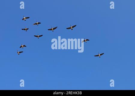 Eine Herde von zehn Kanadischen Gänsen wird während einer jährlichen Wanderung in den USA in einem klaren, blauen Himmel über den Flugzeugen gezeigt. Stockfoto