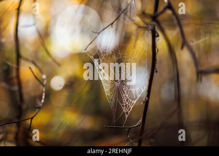 Spinnennetz im Herbstwald. Abstrakte, farbenfrohe Natur Stockfoto