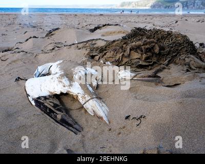 Tote Seevögel am Strand von Bigbury-on-Sea Devon UK Stockfoto