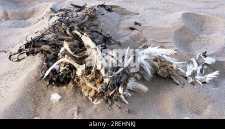 Tote Seevögel am Strand von Bigbury-on-Sea Devon UK Stockfoto