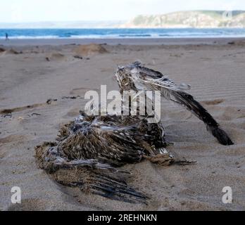 Tote Seevögel am Strand von Bigbury-on-Sea Devon UK Stockfoto