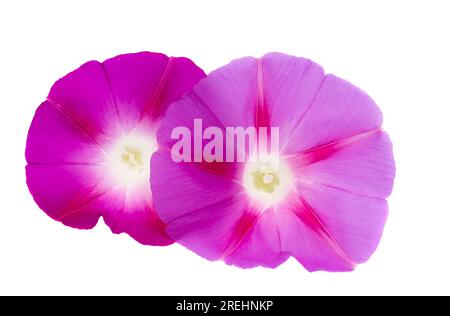 Bindewebeblüte isoliert auf weißem Hintergrund Stockfoto