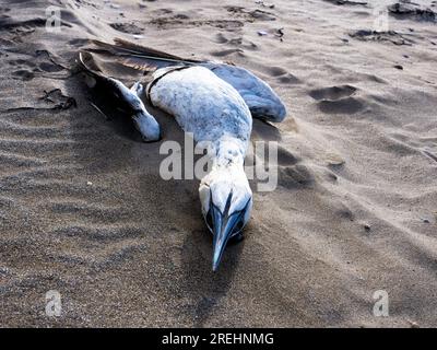 Tote Seevögel am Strand von Bigbury-on-Sea Devon UK Stockfoto