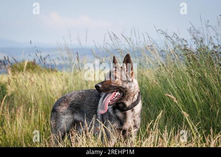 Grauer deutscher Schäferhund im Gras. Porträt des reinrassigen Schäferhundes in der Natur Stockfoto