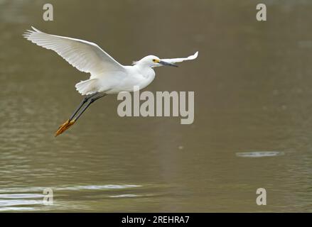 Ein Snowy Egret gleitet tief über das Wasser und sucht einen Landeplatz. Stockfoto