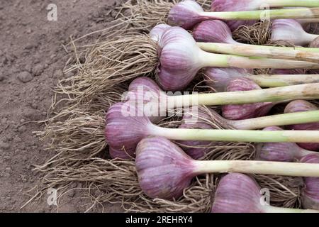 Knoblauchernte im Garten. Lila Knoblauchköpfe mit Wurzeln liegen in einem Bündel auf dem Boden. Bio-Gemüse für den Heimanbau. Schließen. Stockfoto