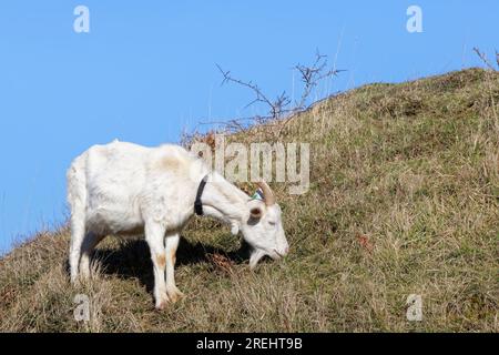 Ziege (Capra hircus) weidet Kreidegrasland am Hügel zur Bekämpfung von Buscheinbrüchen, Browne’s Folly Nature Reserve, Bath and NE Somerset, Vereinigtes Königreich, Januar. Stockfoto