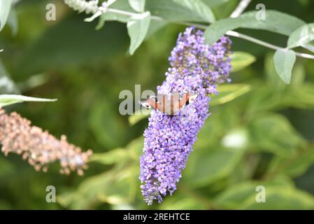 Peacock Butterfly (Inachis io) mit Blick in die Kamera von einer lilafarbenen Buddleia-Blume, Wings Open, vor einer grünen Hecke, aufgenommen in Großbritannien Stockfoto