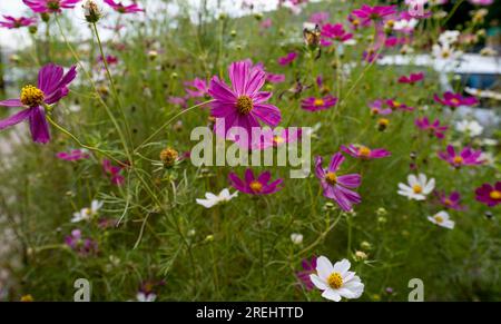 kosmea-Blumen im Blumenbeet Stockfoto