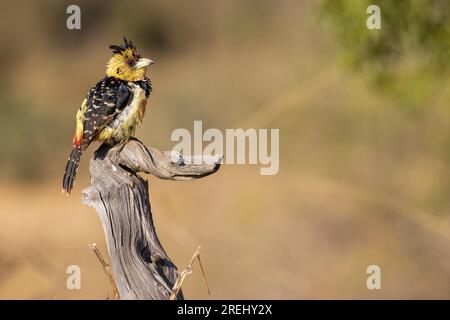 Ein Crested Barbet erhebt sich in der Morgensonne auf einem Baumstumpf im Kruger-Nationalpark, Südafrika Stockfoto