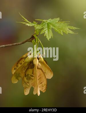 Eine Gruppe von samaras oder geflügelten Samen des Silberapelbaums (Acer saccharinum) im Frühling. Stockfoto