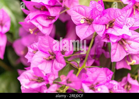 Bougainvillea-Blüten Stockfoto